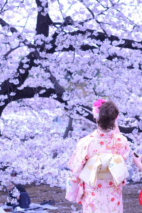 Check out "Hanami Season" in Japan Plum Blossoms, Japan Photography, Japanese Sweets, Video Cameras, New Earth, Beautiful Sights, Plum Blossom, Spring Flower, Artistic Photography