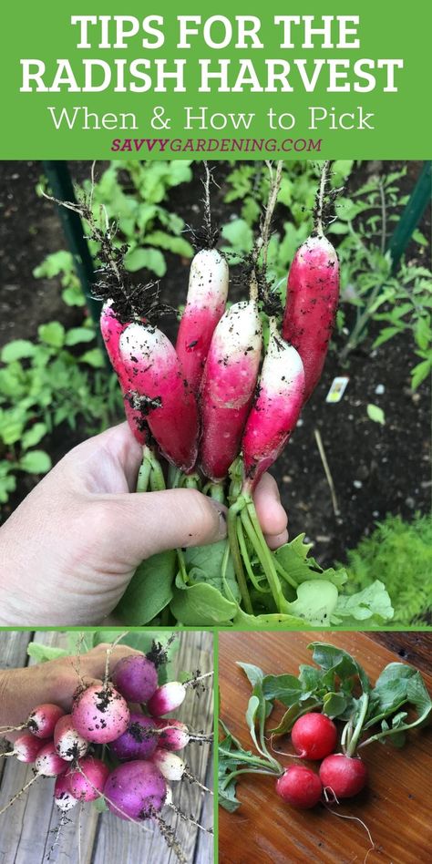 Backyard Hacks, Growing Radishes, Shrubs For Landscaping, Growing Vegetables In Pots, Trees For Front Yard, Planting Garlic, Watermelon Radish, Shade Garden Plants, Spring Gardening