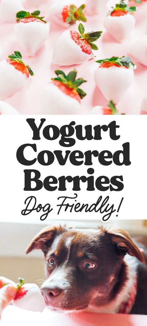 Dipped Dog Treats, Strawberry Dog Treats, Yogurt Covered Strawberries, Recipes For Dogs, Healthy Frozen Yogurt, Dipped Strawberries, Yogurt Dip, Baked Strawberries, Strawberry Yogurt