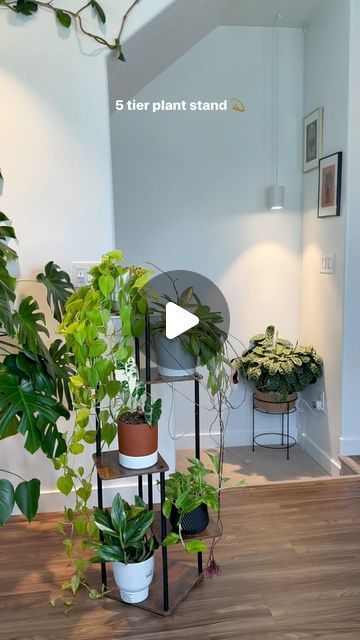 Mariah Harman | Houseplant Tips on Instagram: "Plant stands are my favorite thing to decorate 💫💚 I love seeing which plants compliment each other 🪴 

Comment “STAND” & I’ll send you the 🔗 to this $30 plant stand 🪴 (it comes in different shelf options to best fit your collection!)" Houseplant Tips, Easy Care Houseplants, Plant Stands, Stand By Me, Plant Stand, House Plants, My Favorite, Shelves, Things To Come