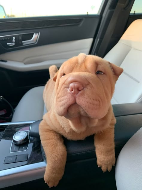 Sharpei Dogs Full Grown, Shar Pei Aesthetic, Sharpei Dogs, Wrinkly Dogs, Sharpei Puppy, Sharpei Dog, Wrinkly Dog, Shar Pei Puppies, Cute Bulldog Puppies