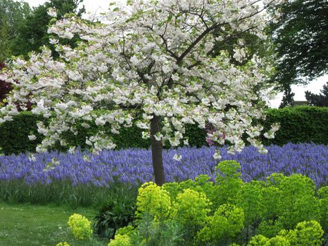 Camassias take centre stage at RHS Wisley… – The Teddington Gardener Ornamental Cherry, Flowering Cherry Tree, Spring Flowering Bulbs, Mediterranean Garden, Ornamental Trees, Traditional Garden, Spring Bulbs, Buy Plants, Plant Combinations