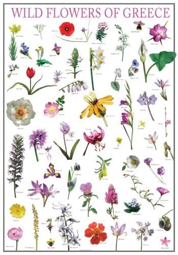 Poster wild flowers of greece, greek nature, mediterraneo editions, www.mediterraneo.gr Greek Flower Tattoo, Greek Flowers Tattoo, Italian Wildflowers, Greek Plants, Greece Flowers, Greek Nature, Herb Bouquet, Greek Flowers, Flower Chart