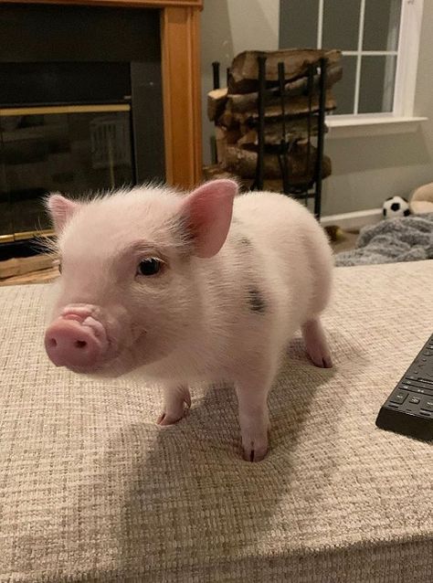 There are more and more pet pigs now. However, these kinds of pigs are basically the same, so the problems needing attention in raising are similar, then what kind of feeding methods will it have? feeding of pet pigs, the pleasure of raising pet pigs# lovely pet pigs# interesting pet pigs, #pet pigs that bring you joy #cute pigs #funny pigs# mini pig # adorable pet# Mammals## popular pet#unique pet# House Pigs Pets, Mini Potbelly Pigs, Unique Pets, Micro Pig, Pig Pet, Pet Pig, Needing Attention, Miniature Pigs