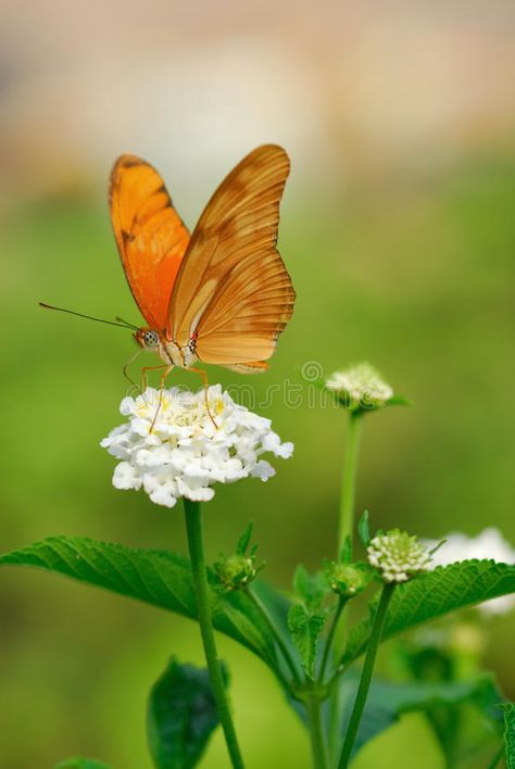 Julia Butterfly, S Design, A Flower, Art Reference, Royalty Free Stock Photos, Canvas Print, Print Design, Stock Images, Canvas Prints