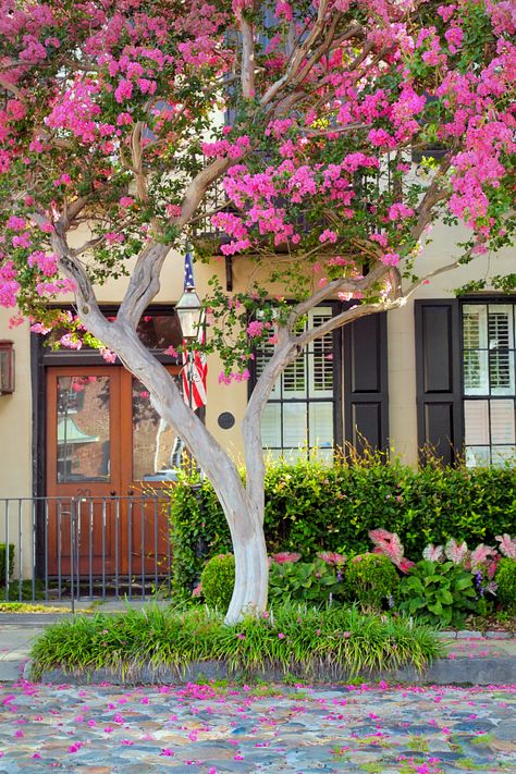 crepe myrtle on Tradd Street, Charleston, SC Tree Background Images, Gardening Flowers Ideas, Garden Flower Ideas, Garden Flowers Ideas, Crepe Myrtles, Charleston Gardens, Background Photo Studio, Decent Wallpapers, Garden Background