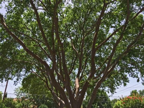 Plants for Dallas - Your Source for the Best Landscape Plant Information for the Dallas-Ft. Worth Metroplex Lacebark Elm Lacebark Elm, Ulmus Parvifolia, Best Landscape, Fast Growing Trees, Plant Information, Gold Water, Ft Worth, Shade Trees, Deciduous Trees