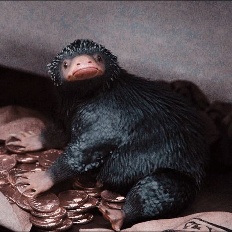 Fantastic Beasts Niffler, Harry Potter Creatures, Harry Potter Rpg, Beast Creature, Images Harry Potter, Harry Potter Magic, Magical Creature, Hogwarts Aesthetic, Harry Potter Fanfiction