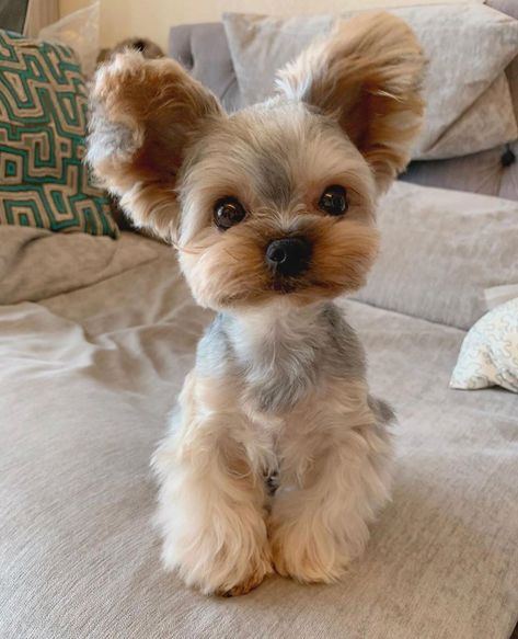 15 Pictures Only Yorkie Owners Will Think Are Funny | Page 4 of 5 | The Dogman Yorkie Poo Haircut, Yorkie Puppy Haircuts, Yorkie Haircut, Yorkie Hair, Yorkie Haircuts, Teacup Yorkie Puppy, Dog Haircuts, Yorkie Terrier, Puppies And Kitties