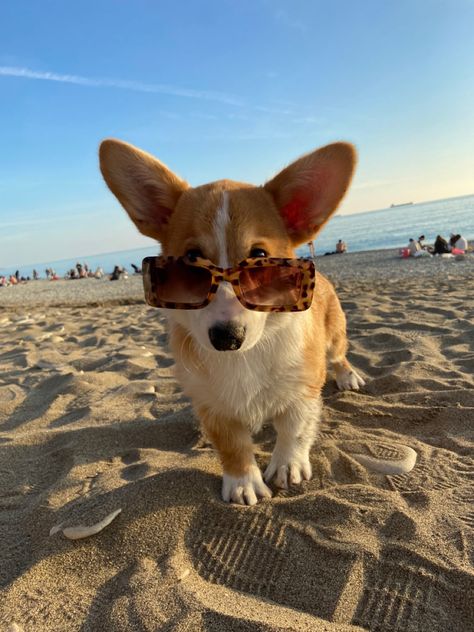 Cute Corgi Puppy, Cute Animals Puppies, Very Cute Dogs, Puppies And Kitties, Corgi Puppy, Cute Corgi, Silly Animals, Fluffy Animals, Corgi Dog