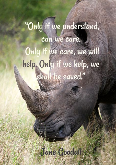 A very emotive quote which made me think of the plight of many endangered species like rhinos and orangutans. It's positive to see so many positive posts about this on Facebook and know that people are actively trying to help these animals 🐒🦏 #endangeredspecies #animalquotes #wildlife 10 Animals, People Standing Together, Mystical World, Rhinos, Endangered Animals, Butterfly Painting, Green Lifestyle, Wildlife Nature, Amazing Animals