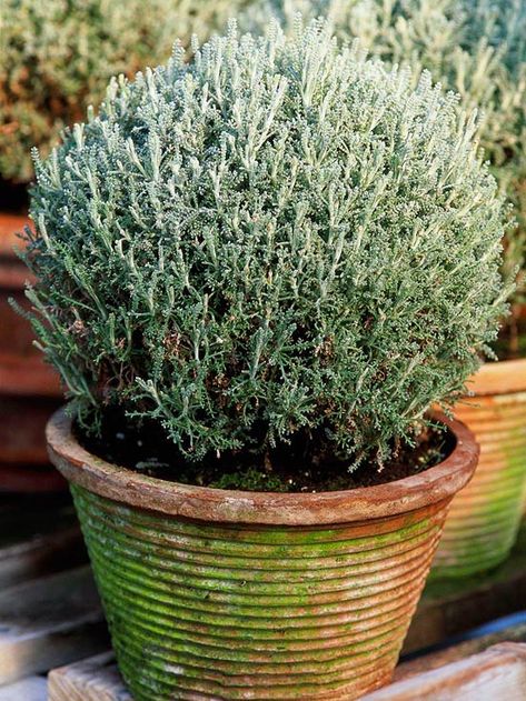 Lavender Cotton - grey-green foliage and yellow flowers in the summer, full sun and well-drained soil. 3 ft tall and 2 ft wide. Silver Plants, Ground Cover Seeds, Licorice Plant, Silver Plant, Lavender Cotton, Moon Garden, Mediterranean Garden, Garden Gate, White Gardens