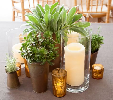 clusters of potted succulents and herbs surrounded by LED pillar candles and gold LED mercury glass votives… www.stemfloral.com www.nicholsphotographers.com www.barrmansion.com Candles In Vases, Potted Plant Centerpieces, Herb Centerpieces, Cold Wedding, Forest Weddings, Plant Centerpieces, Centerpiece Inspiration, Green Herbs, Succulent Centerpiece