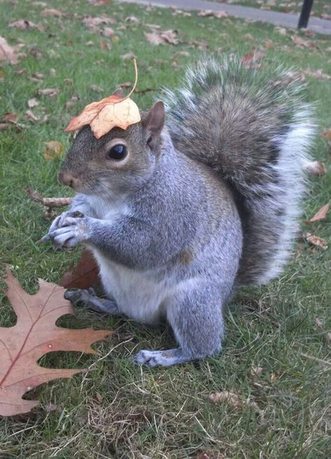 First day of fall Squirrel Memes, Squirrel Pictures, Woodland Walk, Photo Animaliere, Nut House, Squirrel Funny, Cute Squirrel, A Squirrel, Little Critter