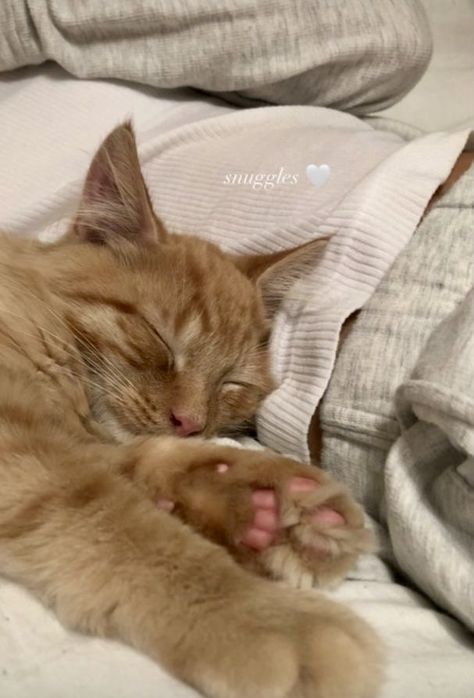 Cat Captions, Cute Instagram Captions, Cat Stories, Pets 3, Ginger Cats, Cat Sleeping, Animal Stories, Cat Aesthetic, Orange Cat