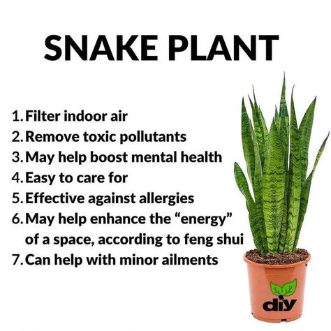 Money Spells Magic, Snake Plants, Magic Herbs, Things To Keep In Mind, Hardy Plants, A Snake, Natural Herbs, Snake Plant, Self Healing