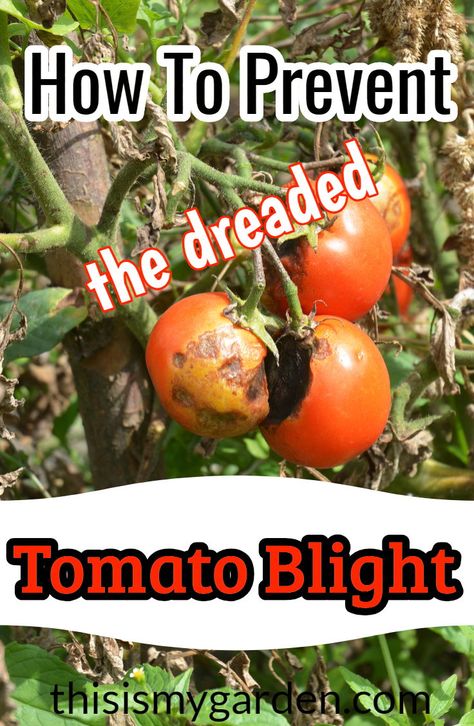 Tomatoes Plants Problems, Tomato Blight, Tomato Disease, Pruning Tomato Plants, Plant Tomatoes, Growing Tomato, Tomatoes Growing, Potato Tower, Tomato Pruning