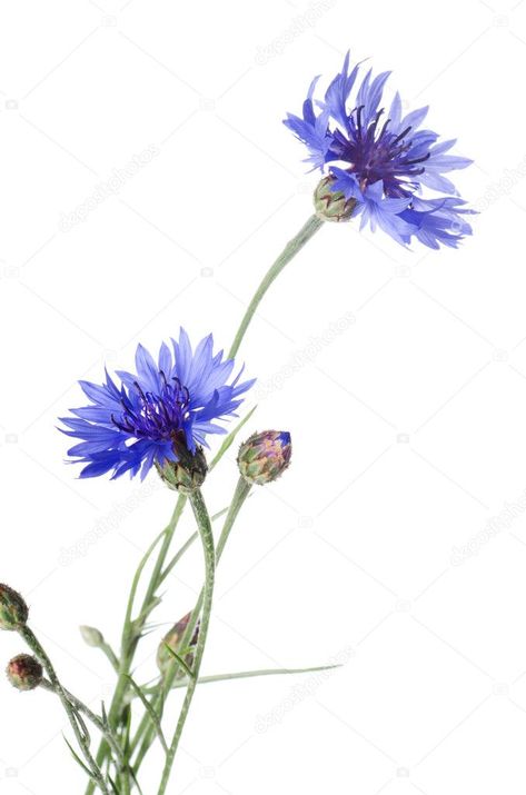 Watercolour Cornflower, Cornflower Painting, Cornflower Tattoo, German Flower, Blue Cornflower, Flowers Paintings, Leaf Images, Watercolor Projects, Watercolor Flowers Paintings