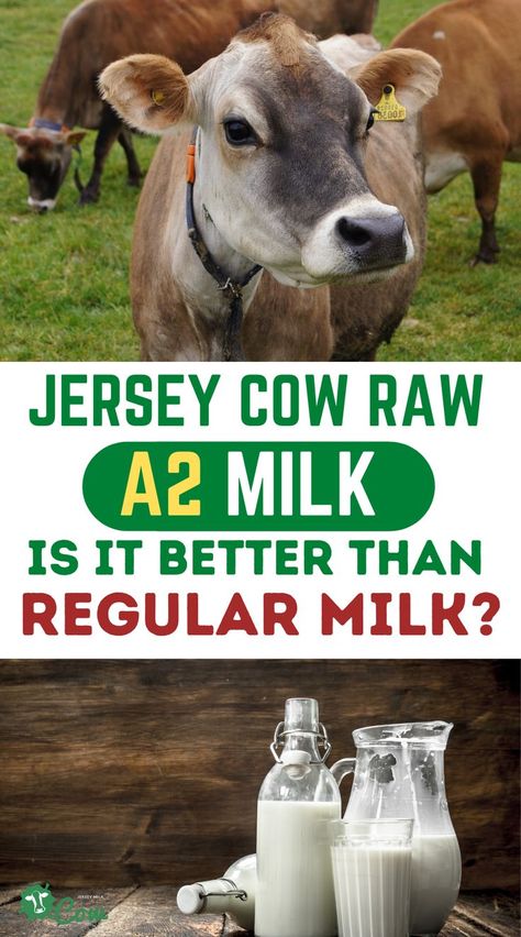 Individuals who are lactose intolerant or have other milk sensitivities have searched for solutions that would allow them to enjoy the same milky encounters as others. Lactose-free milk is not always a viable alternative. Now, there is another answer, one that is better than regular milk: jersey cow raw A2 milk. #jerseycowmilk #rawA2milk Jersey Cow Milk, A2 Milk, Raising Farm Animals, Lactose Free Milk, Mini Cows, Jersey Cow, Dairy Cattle, Farm Cow, Lactose Intolerant