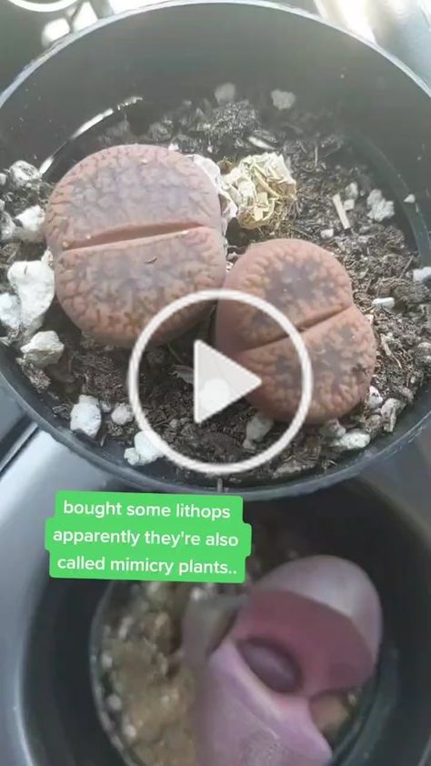 jera sky (@jerasky) ha creado un video corto en TikTok con la música How You Like That. | #lithops #plants #plantlover | bought some lithops apparently they're also called mimicry plants.. Mimicry Plant, Plant Lover, Plants