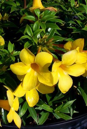 thai alamanda yellow bell Alamanda Plant, Alamanda Flower, Garden Design Tropical, Thai Garden, Garden Construction, Fabrication Work, Yellow Nature, Buttercup Flower, Bell Flowers