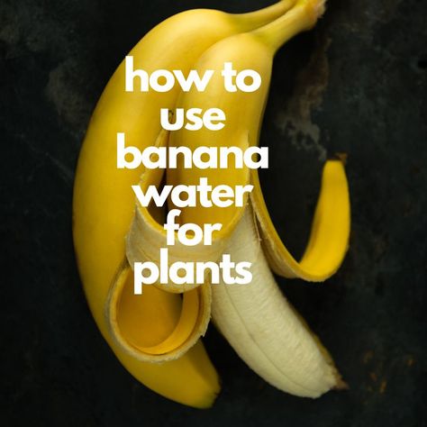 how to use banana water for plants Banana Water For Plants, Banana Water, Banana Benefits, Natural Fertilizer, Banana Peel, Fertilizer For Plants, Lemon Tree, Organic Plants, Different Plants