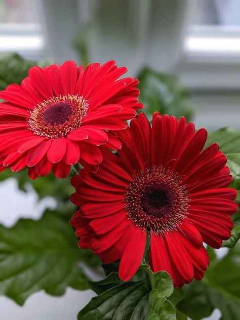 Gerbera Daisy Care, Daisy Care, Transvaal Daisy, Gerbera Plant, Gerbera Daisy Bouquet, Gerbera Jamesonii, Floral Design Classes, African Daisy, Paper Flower Arrangements