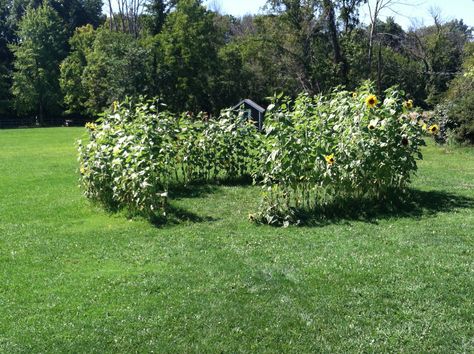 Sunflower Circle Sunflower Ring Garden, Sunflower Circle Garden, Sunflower Circle, Circle Garden, Children Activities, Dream Yard, Sunflower Ring, Backyard Diy, Garden Veggies