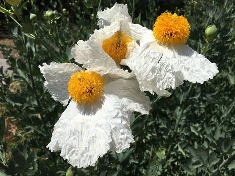 California Native Landscape, Common Wildflowers, California Flowers, Summer Display, California Lilac, California Native Garden, Low Growing Shrubs, Desert Willow, California Plants