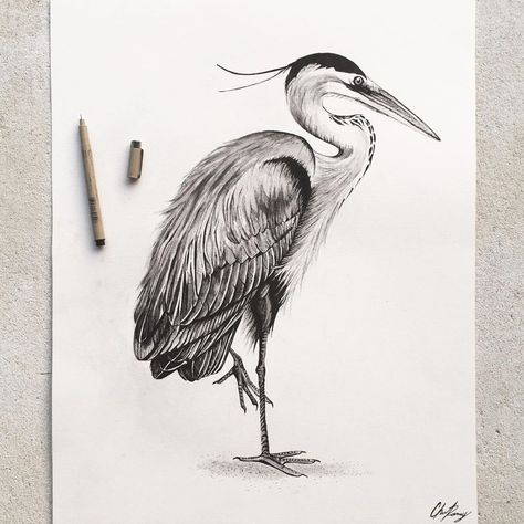 Blue Heron Tattoo Design, Great Blue Heron Drawing, Blue Heron Drawing, Heron Sketch, Blue Heron Tattoo, Heron Drawing, Golf Branding, Crane Drawing, Heron Tattoo