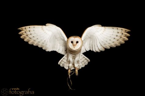 Barn owl in flight. Barn Owl Tattoo, Owl Tat, Fly Drawing, Flying Bird Tattoo, Owl Wings, Flying Tattoo, Owl Photos, Owls Drawing, Owl Pictures