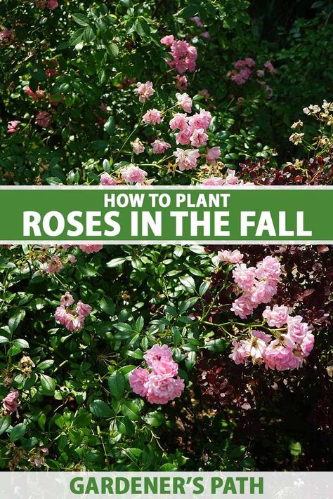 A vertical image of a rose shrub with pink flowers growing in the garden pictured in light sunshine. To the center and bottom of the frame is green and white printed text. What To Plant With Roses, Roses Garden Ideas, How To Plant Roses, When To Plant Roses, Wisconsin Garden, Rose Garden Ideas, Plant Knowledge, Fall Roses, Rose Garden Landscape