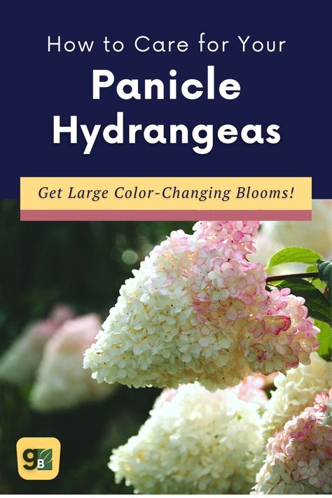 Cone Shaped Hydrangea, Panicle Hydrangea Care, Hydrangea Types, Cone Hydrangea, Hydrangea Plant Care, Bobo Hydrangea, Hardy Hydrangea, Hydrangea Plant, Mophead Hydrangea