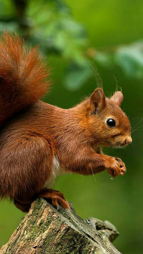 Squirrel Pictures, British Wildlife, Cute Squirrel, Red Squirrel, Rodents, Chipmunks, Animal Photo, Nature Animals, Woodland Animals