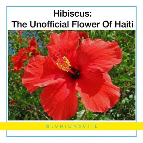 #1 Haitian-American Platform on Instagram: “Did you Know? The Hibiscus or “choublak” (in Haitian Kreyol) is the unofficial national flower of Haiti. It is native to warm-tempered…” Haiti Flag Tattoo, Haitian Voudou, Haiti Nature, Haiti Revolution, Haitian Vodou, National Flower, Haitian Food Recipes, Haiti, Green Thumb