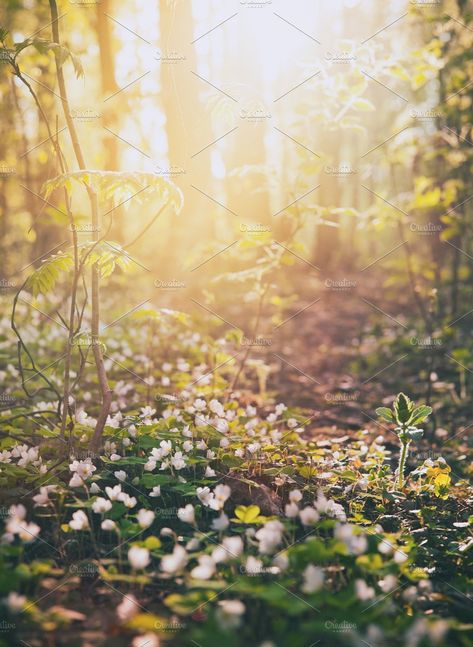 Spring forest by Olezzo on @creativemarket Spring Aesthetic Nature, Spring Scenery, Coastal Wallpaper, Spring Images, Spring Forest, Spring Pictures, Spring Mood, Nature Background, Natural Background