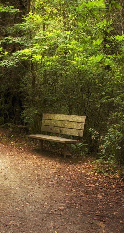 Bench In Forest, Bench Wallpaper, Apocalypse Vibes, Bench Drawing, Creative Writing Stories, Fantasy Au, Park Benches, Forest Scenery, Autumn Tea