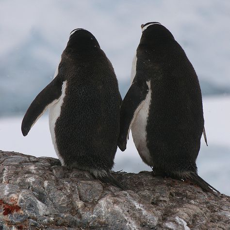 Just the two of us Universe Pictures, Pictures Animals, In Another Universe, Penguin Pictures, Gentoo Penguin, Another Universe, Ski Art, Water Birds, Just The Two Of Us