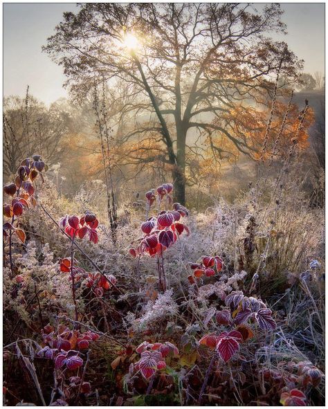 Alexander Kitsenko Autumn Tale, Have Inspiration, Winter Scenery, Autumn Beauty, Winter Scene, Winter Landscape, Inspirational Pictures, Winter Garden, Winter Scenes