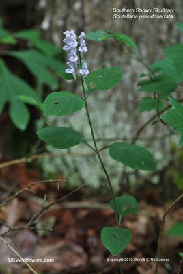 Kentucky Wildflowers, Native Plants, Skull Cap, Kentucky, Wild Flowers, Plant Leaves, Trees, Plants, Flowers