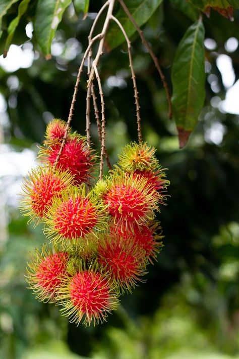 Lychee vs Rambutan | Difference Between Rambutan and Lychee | Balcony Garden Web Pulasan Fruit, Fruits Garden, Vegetables Food, Menu Designs, Growing Strawberries, Pink Skin, Seed Germination, Chestnut Horse, Anime Cover Photo