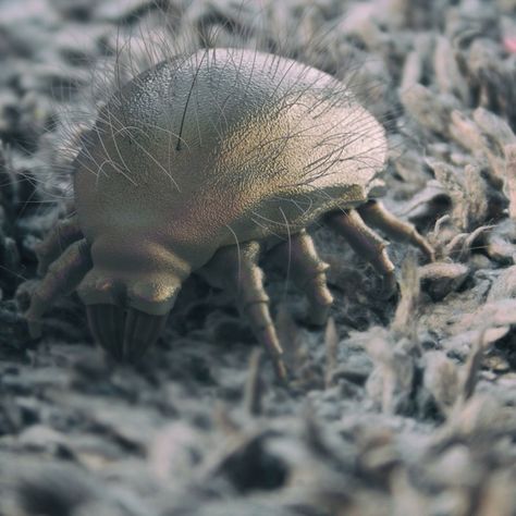 No matter where you live, no matter how clean your house is, there's a good chance you have dust mites. While you... Dust Mites Bites, Household Bugs, Carpenter Ants, Flea Remedies, Making Your Bed, Clean Your House, Baking Soda Cleaning, Cleaning Tricks, Outdoor Oven