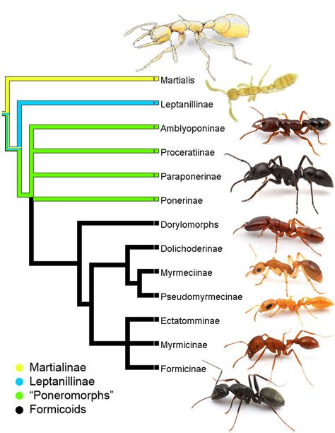 See Next Pin----------------------> I think this was originally saved for Reference - So these aren't the new species Insect Anatomy, Types Of Ants, Ant Species, Ant Art, Ant Insect, Diy Pest Control, Ant Killer, Bee Illustration, Animal Groups