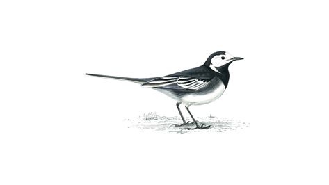 Wagtail Tattoo, Wagtail Bird, White Bird Tattoos, Bird Facts, Norfolk Broads, Black And White Birds, Lino Prints, Linocut Art, Forest School