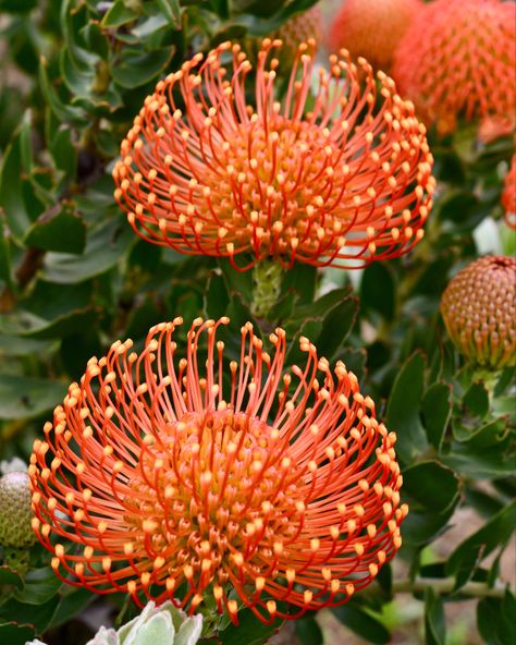 Library Installation, Leucospermum Cordifolium, Succulents Nursery, Freeform Embroidery, Floral Reference, Pincushion Protea, April Flowers, Australian Native Flowers, Australian Plants