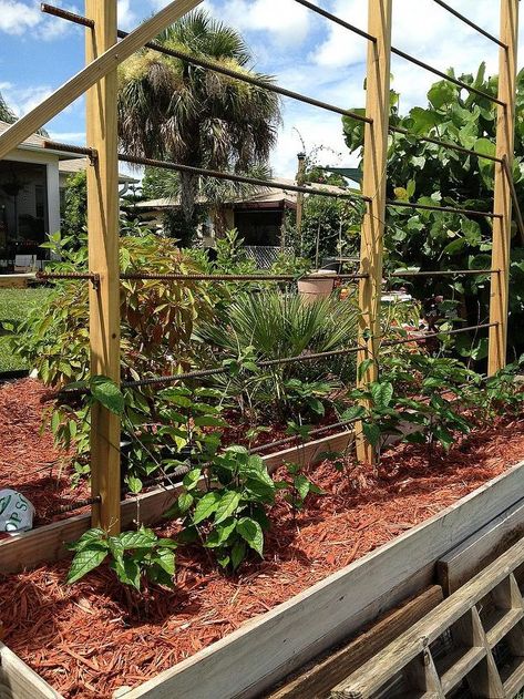 An easy, one-day trellis made of pressure treated 2x4's and rebar. Rebar Trellis, Modern Garden Trellis, Building A Trellis, Fun Fall Decor, Vine Trellis, Diy Planter Box, Diy Trellis, Pergola Design, Back Gardens