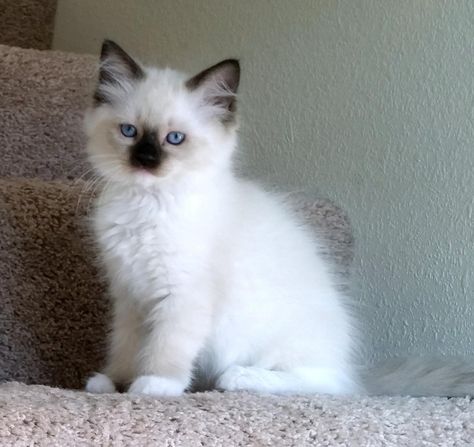 Available Kittens Rag Doll Kittens, Toyger Kitten, Ragamuffin Kittens, Kittens For Sale Near Me, Ragdoll Kittens For Sale, Kitten Breeds, White Kitten, Kittens For Sale, Siamese Kittens