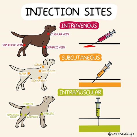 1,045 Likes, 6 Comments - Veterinary Drawings 🐶🐱🐷🐮🐴🐔 (@vet.drawings) on Instagram: “Injection sites 💉 🐕 • • • #vetdrawings #vetstudent #vetnurse #vettech #dvm #medvet #vetmed…” Veterinary Medicine Student, Injection Sites, Vet Tech Student, Dog Infographic, Vet Medicine, Vet School, Vet Student, Medicine Student, Vet Med