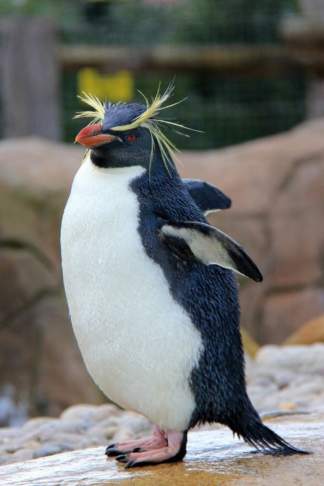 Macaroni Penguin, Galapagos Penguin, Rockhopper Penguin, Wild Animals Photography, Albino Animals, Penguin Love, London Zoo, Animal Study, Animal Groups