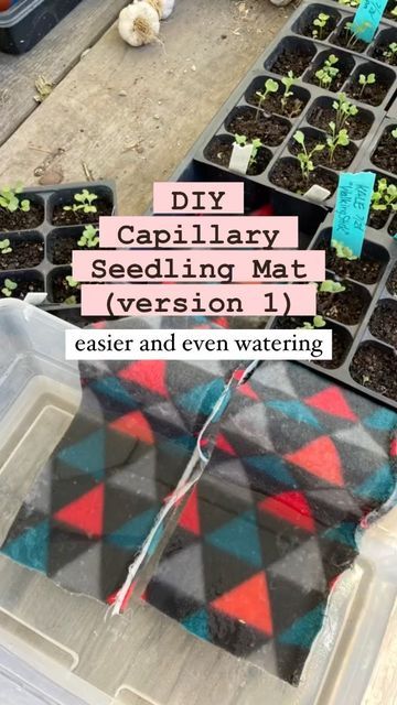 Rachelle, Soil Slinger on Instagram: "⤵️Read below for more important info… DIY capillary watering mat (version 1; another coming soon!)… This is good for vacation too ✌🏼 The mat soaks up what it can hold and the plants take in what they want! Here are some tips for this method…Water is attracted to water (one drop close enough to another drop will join together, so it automatically wants to follow the wet fabric from the water container to the mat under the seedlings.) 💧 synthetic fabrics may Auto Watering System Diy, Wet Fabric, Texas Garden, Self Watering Containers, Garden Bags, Texas Gardening, Water Container, Seed Saving, Plant Seeds